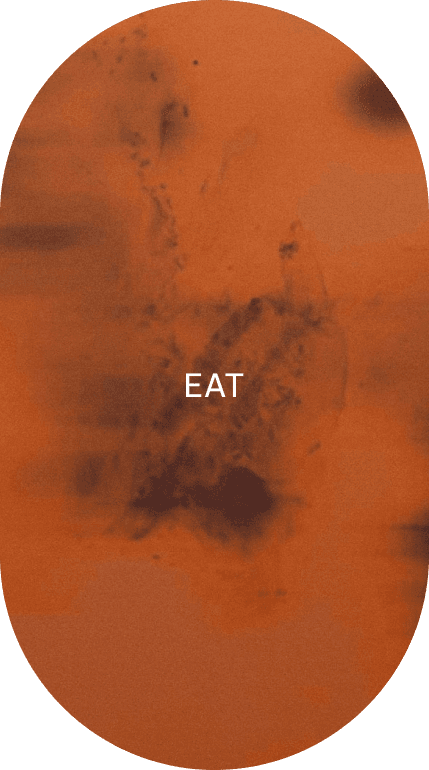 Eat category